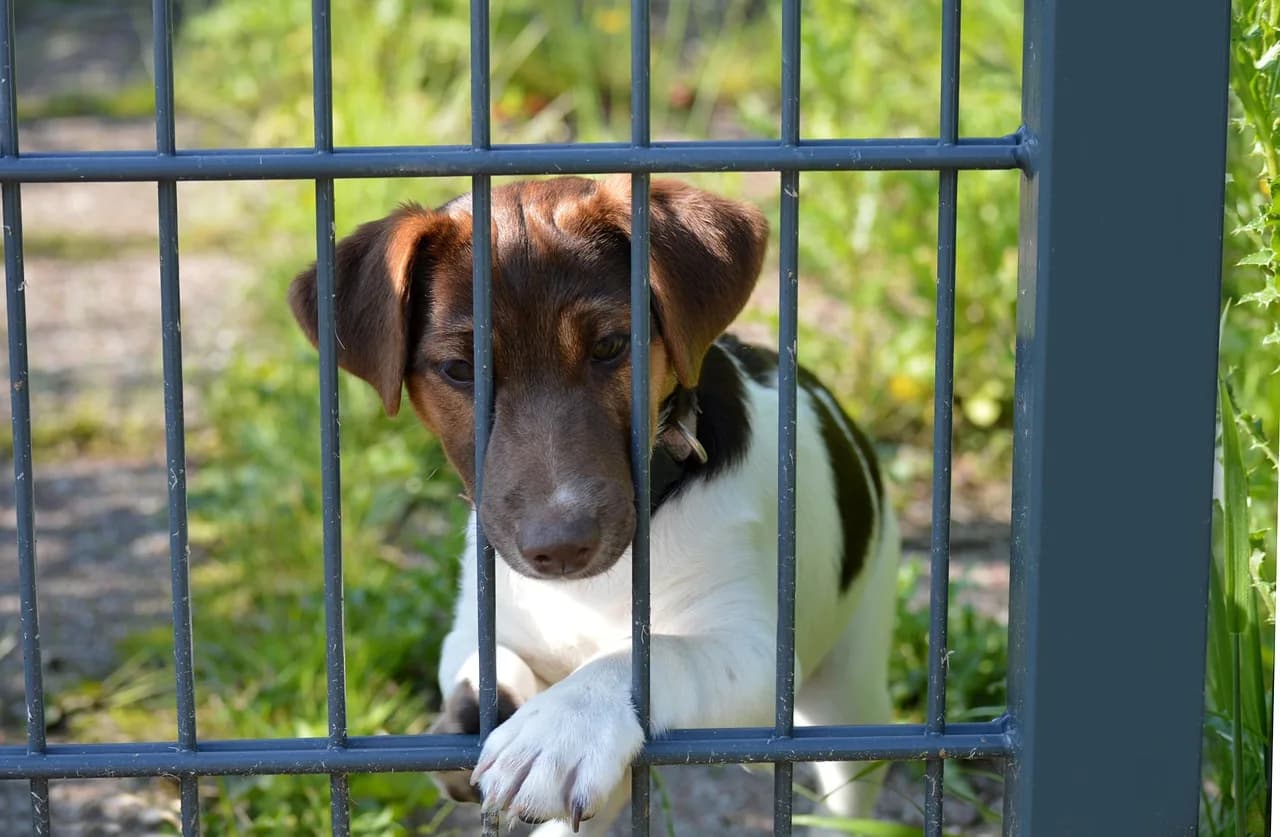 Clôture pour chien — Fenced.ca
